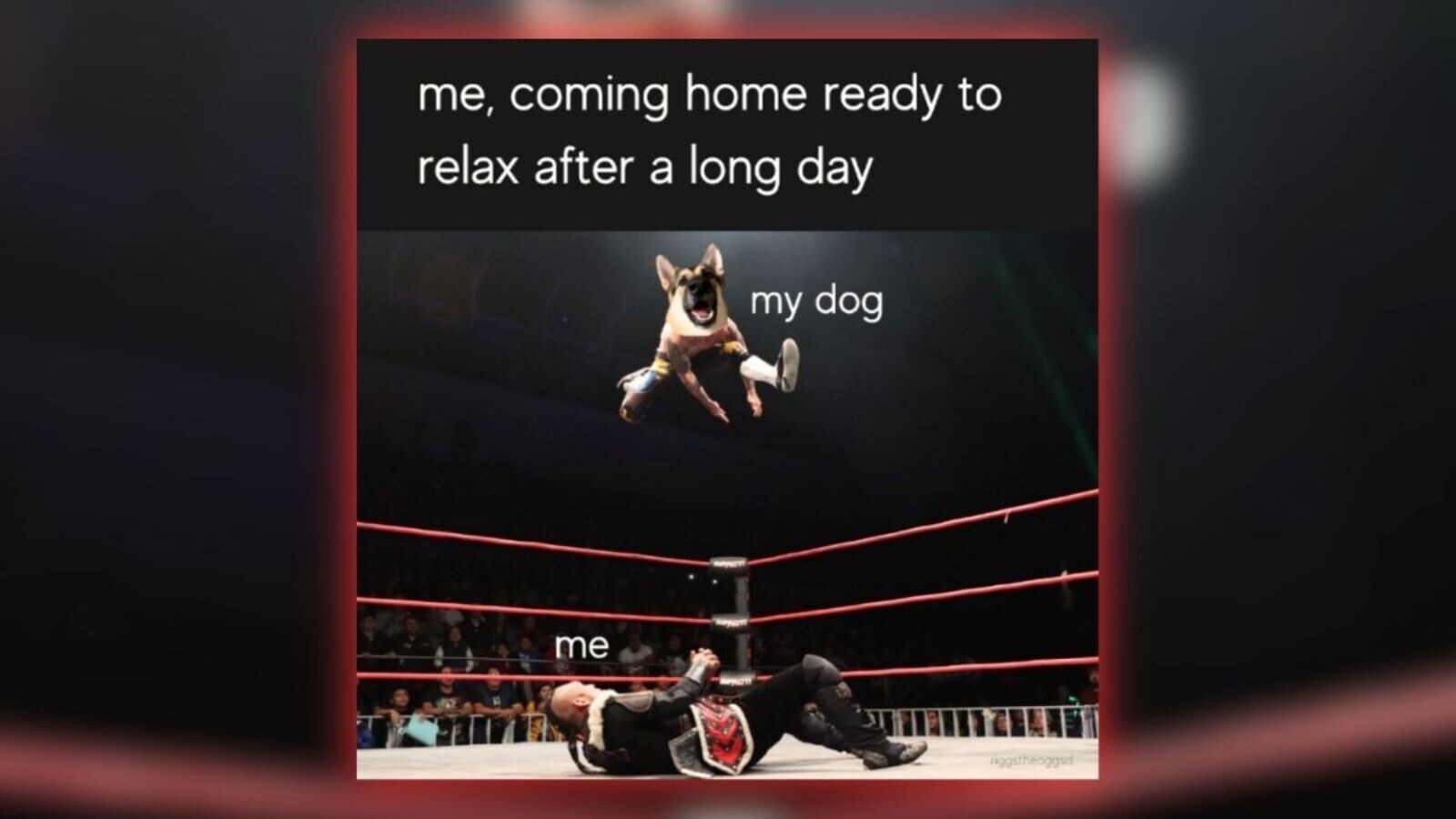 'You've got to be kitten me': 23 animal memes of the week that were un-fur-gettable (August 28, 2026)